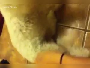 La Domina Canine : Poussée à ses Limites