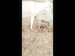 Video of extreme zoophilia with a horse