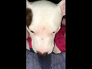 Animalsex Porn Video with a Sensual Woman