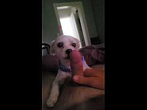 Lick: Explore animal perversions with us.