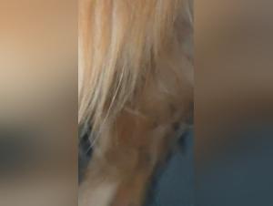 The Power of Touch: Women Fucked by Dogs with Bare Hands