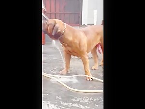 Bestialitat-Sexvideo mit Hund