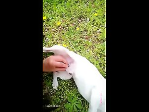 Tickzoo: Where artofzoo meets Bestiality Extreme