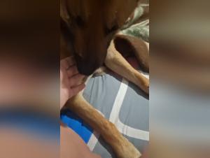 Zoophilie Brutal:  Une Bestialité Inimaginable