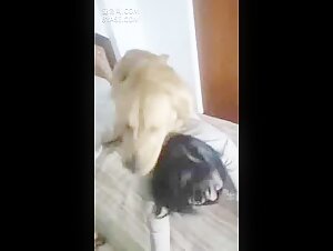 An Extreme Sexual Experience with a Dog