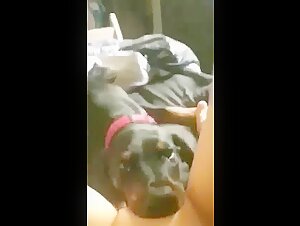 A Dog Expert in Licking