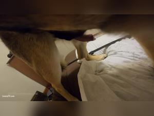 Hardcore submission, animal pleasure