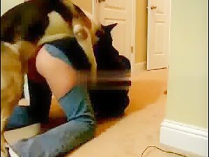 Exciting bestiality videos with Yogi