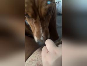 Licking Dog Ecstasy