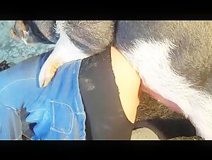 Sex videos with dogs - Bestiality