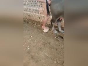 Bovine Fury: When the flesh submits to raw power