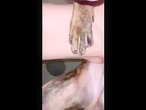 Bestiality sex video with dog