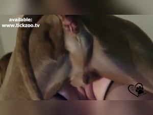Dog dominance and instant gratification