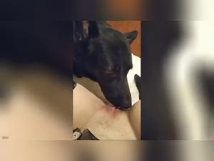 Sluts and Dogs: Infernal Passion in Action