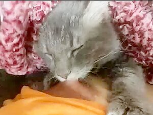 Zoophilia video: a satisfied feline pussy
