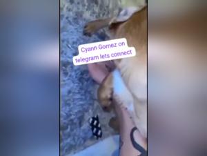 Explore the Limits: Women & Dogs in a Common Orgasm