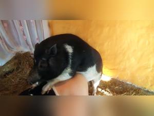 Sperma-Impragnierung: Eine Frau mit Hundekrallen