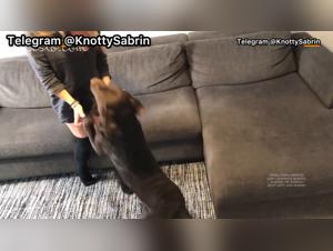 Series of 12 videos: Dog masturbating on the woman's pussy