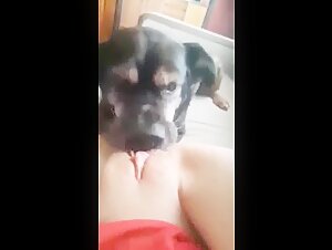 Bestiality sex video: experience fun with a dog
