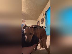 Canine Domination: When the woman gives in to the wild call of the animal