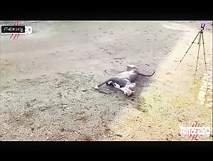 Bestiality sex video: a woman and her dog
