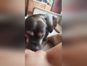 Go beyond the limits, explore wild animal desire