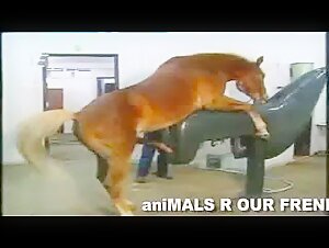 Discover the pleasures of zoophilia with an equine