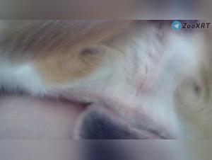 Animality Incarnate: Wild and Insaciable Delights