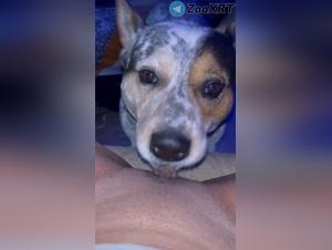 Submission to instinct, sex with dog