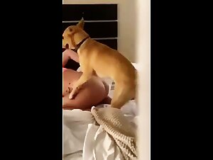 Explore the fascinating world of animal porn!