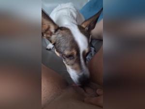 Canine Domination: Discover the Forbidden Pleasure of Lick