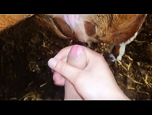 Escena de sexo bestial con una vaca