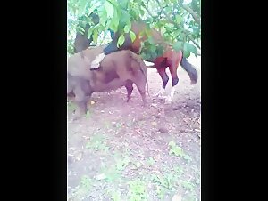 Video of extreme zoophilia with a horse and a sow