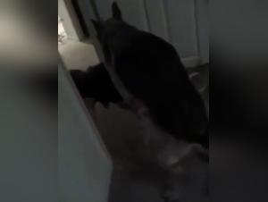 Animal Satisfaction: Discover the Delights of Bestiality