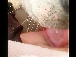 Extreme bestiality scene with a dog