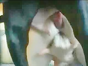 Zoophilia videos with short-haired sluts