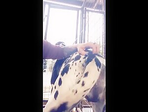 The sultry Kimberly and her dog in a bestial sex video