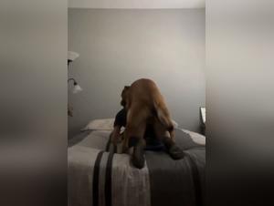 Deep knot: his K9 dominates his flesh