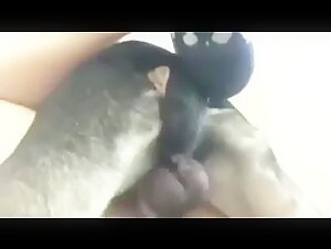 Bestiality sex video: the dog subjected to extreme fucking