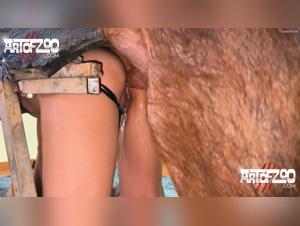 Brutal equestrian mount: merciless animal enjoyment