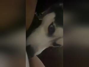 Double canine penetration and explosive ejaculation