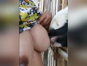 Sensual explorations, lactation and animal submission