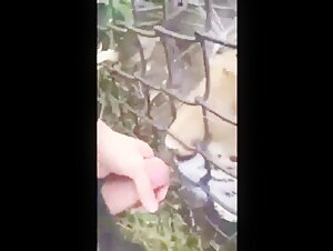 A video of extreme and intense zoophilia