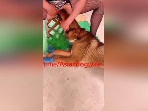 animal kiss and wild enjoyment on the rural domain