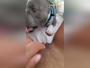 Animal domination: The dog controls Cute