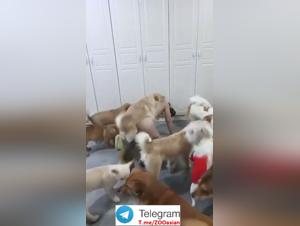 Animal Domination: A Perverse and Delusional Power Game