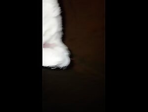 Sexy Dog Compilation: The Result Is Amazing On ArtofZoo HD