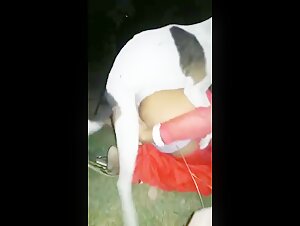 Dog sex video: discover the extreme