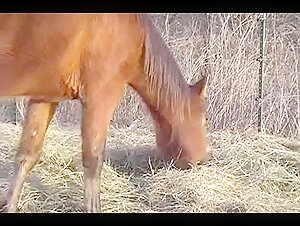 Zoophilie-Video: Mann und Stute