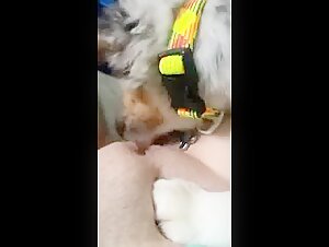 Discover the Pleasures of Bestiality and Sex with a Dog